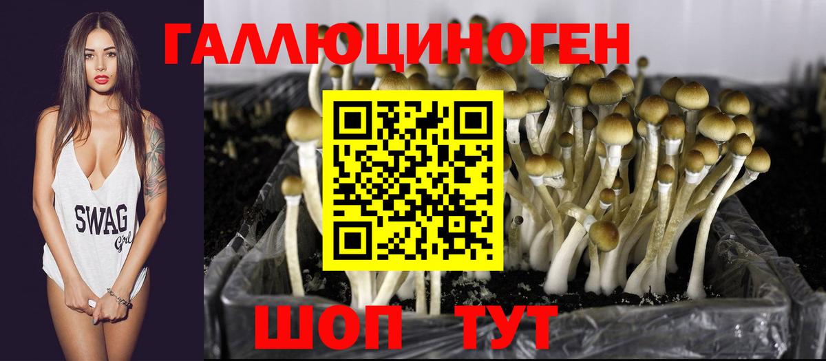 Псилоцибиновые грибы Psilocybe Пыть-Ях